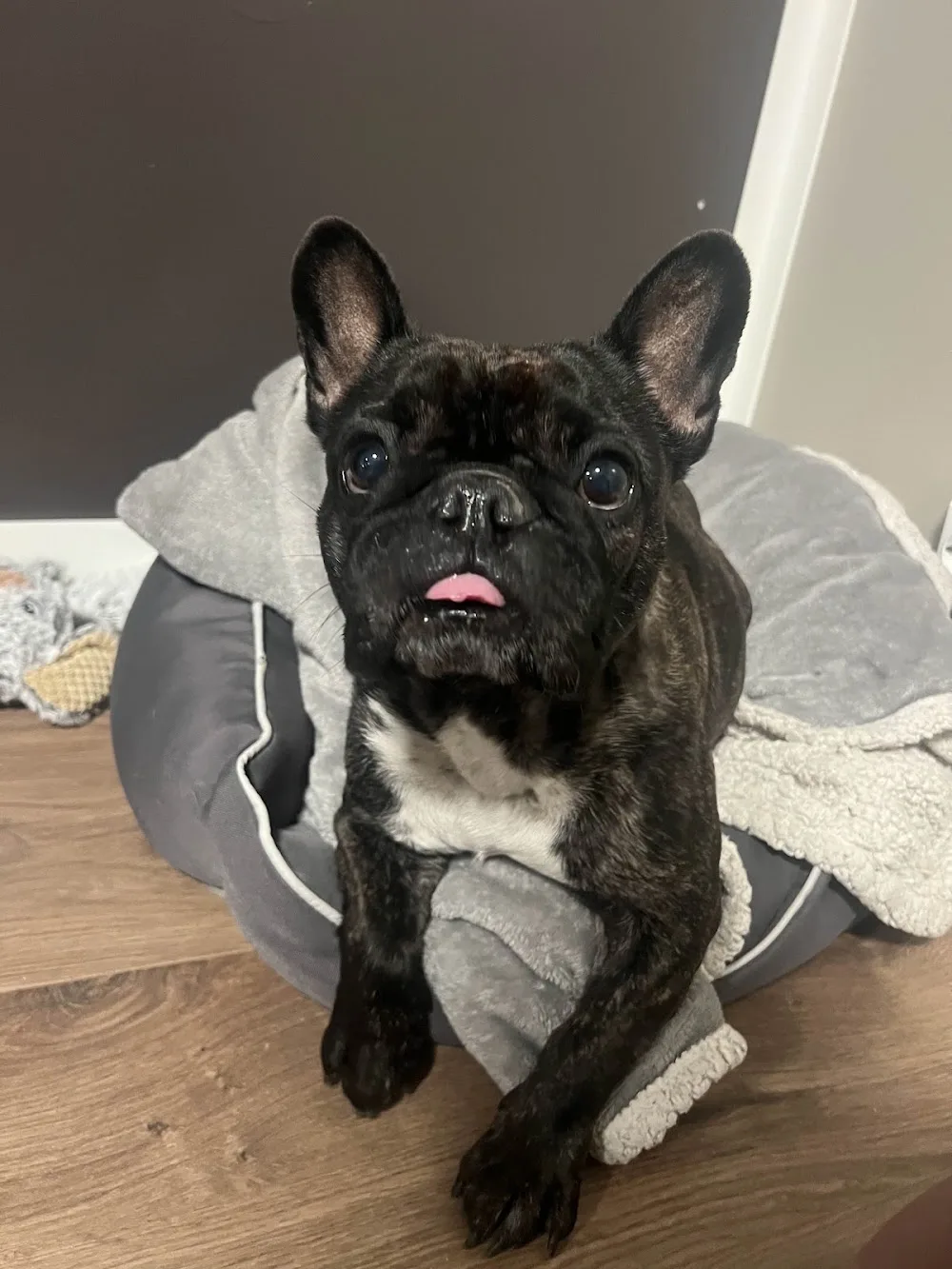 Søyland hundehotell - Norway pet otel görseli 2