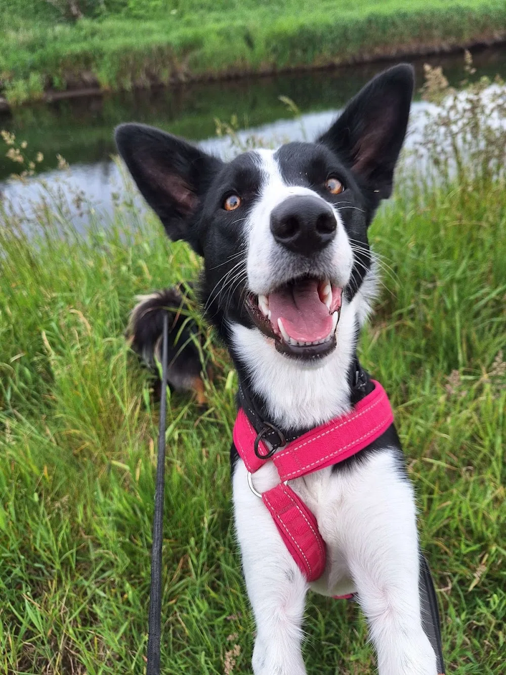 Søyland hundehotell - Norway pet otel görseli 3