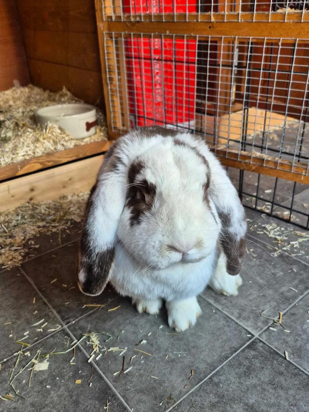 Binkies & Squeeks Pet Holidays - Norwich pet otel