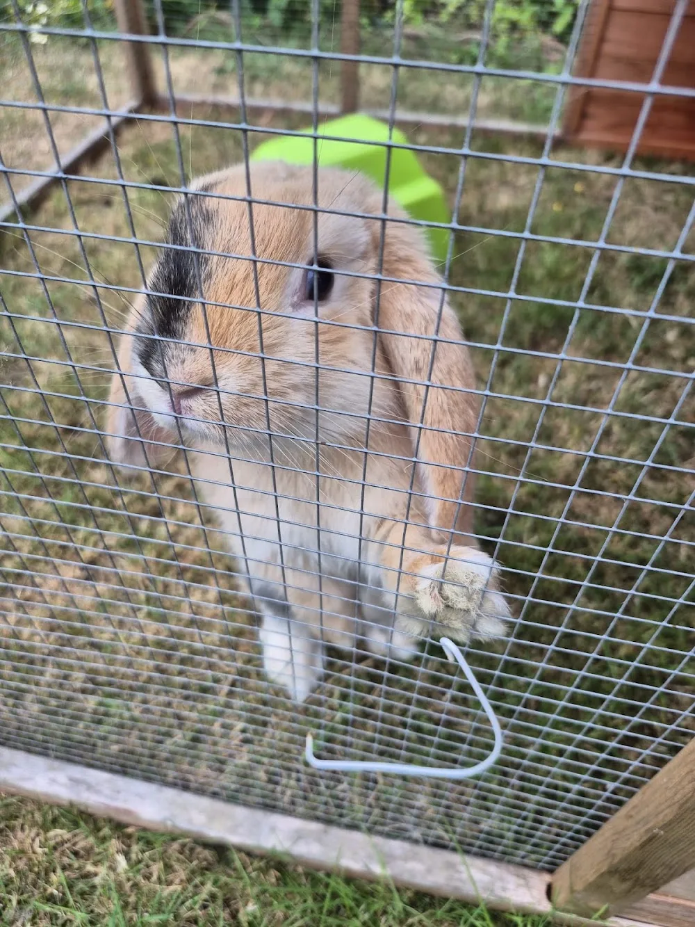 Binkies & Squeeks Pet Holidays - Norwich pet otel görseli 3