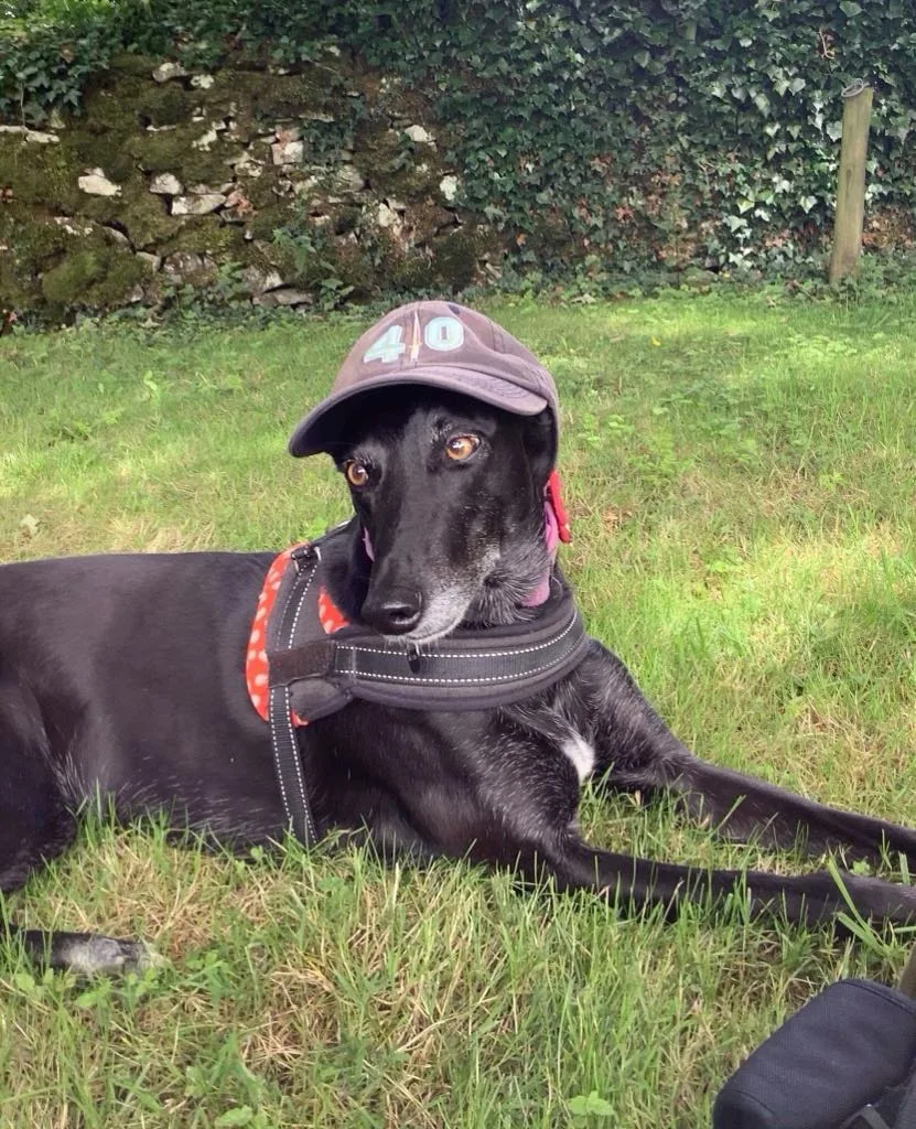 Buffy's Buddies Home Boarding and Day Care for Dogs - Norwich pet otel