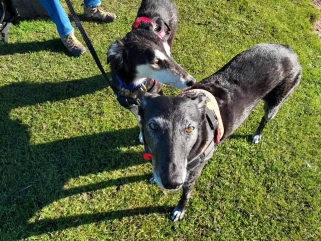 Buffy's Buddies Home Boarding and Day Care for Dogs - Norwich pet otel görseli 3