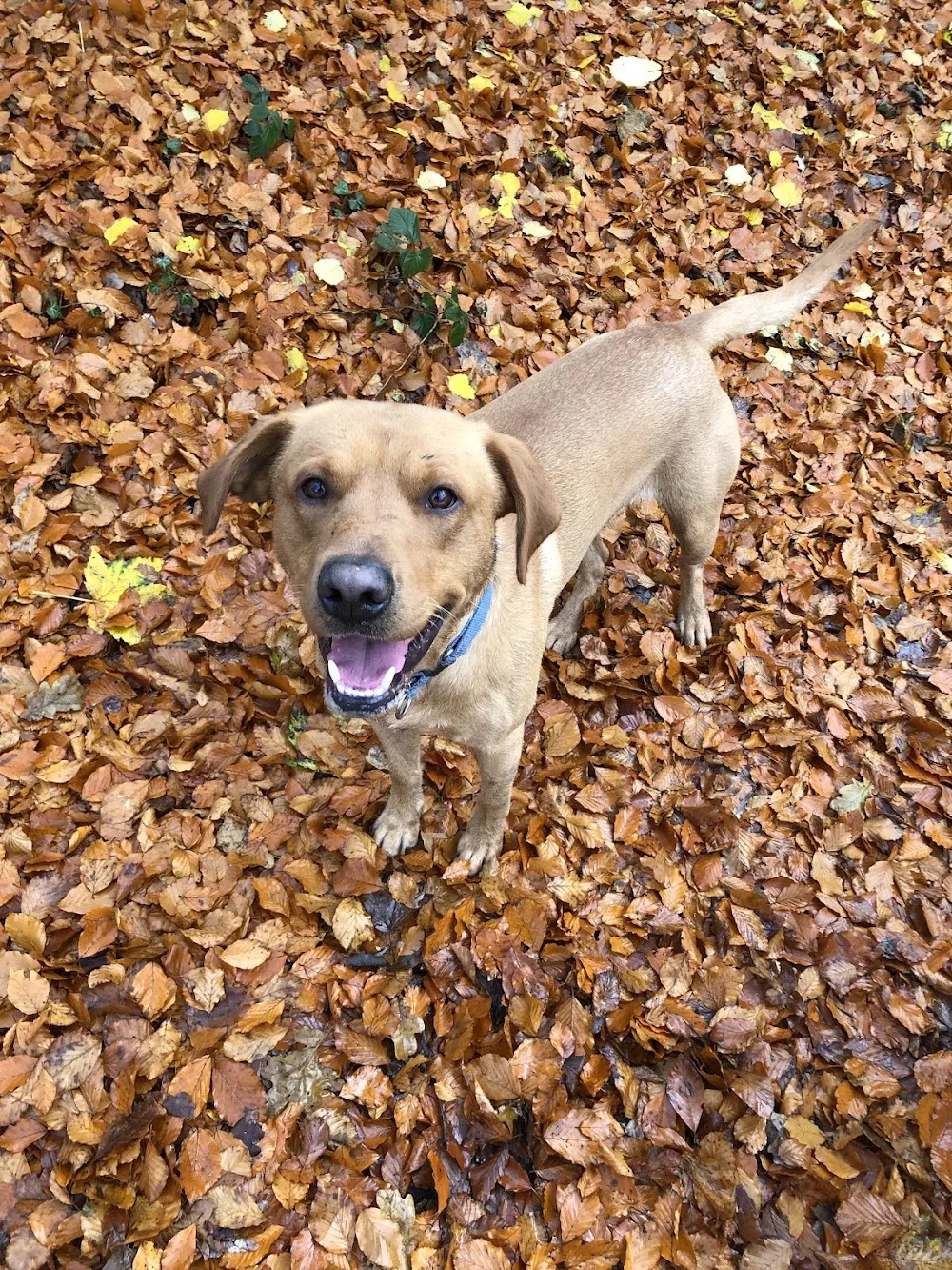 Dogjogs - Norwich pet otel görseli 3