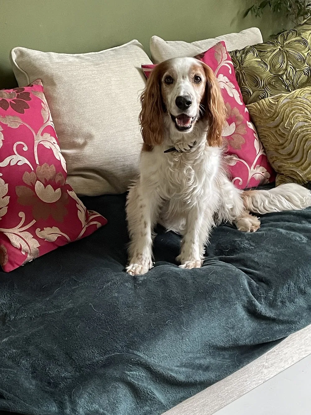 Happy Paws House - Norwich pet otel