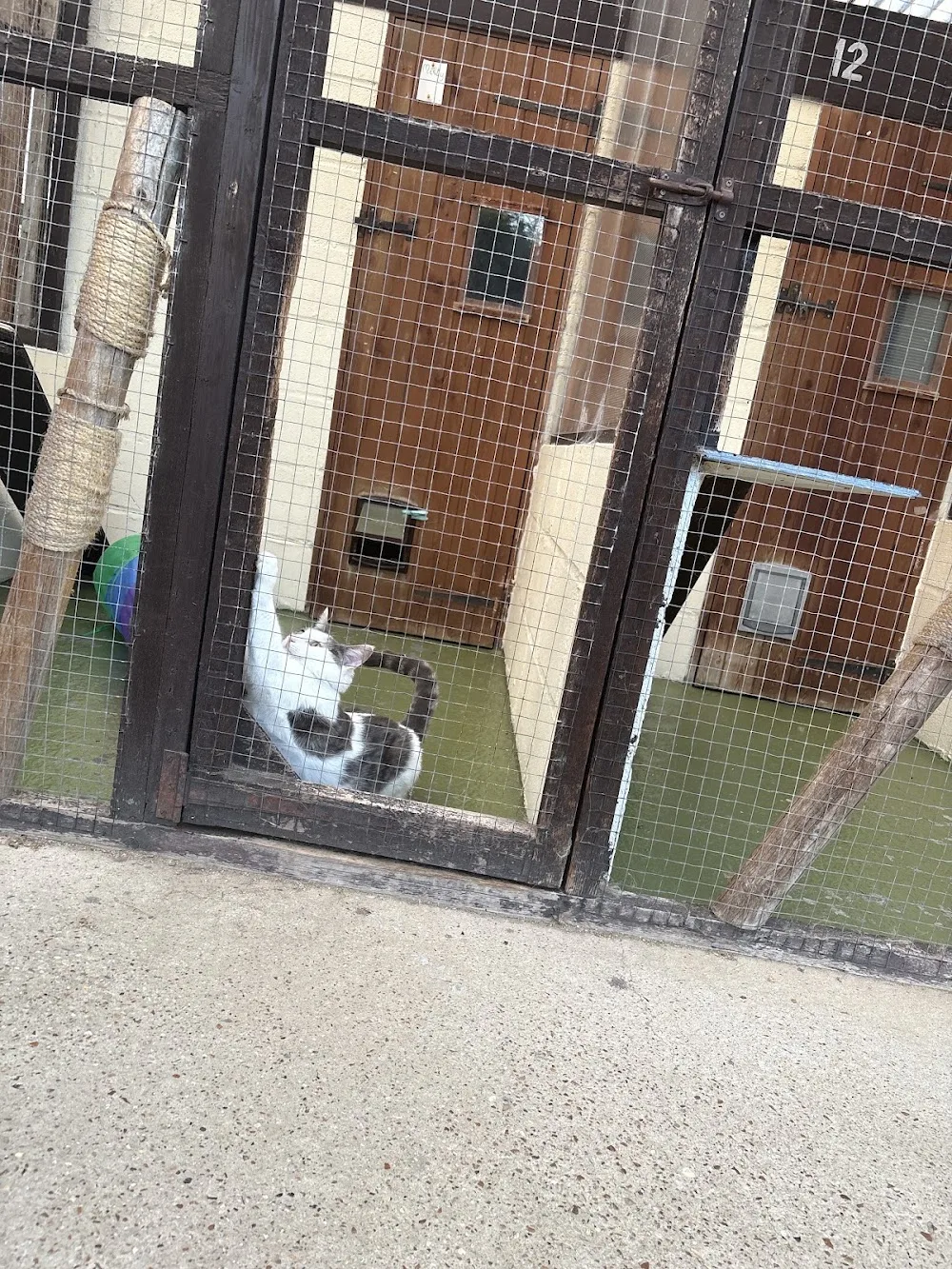 The Cats Whiskers - Norwich pet otel
