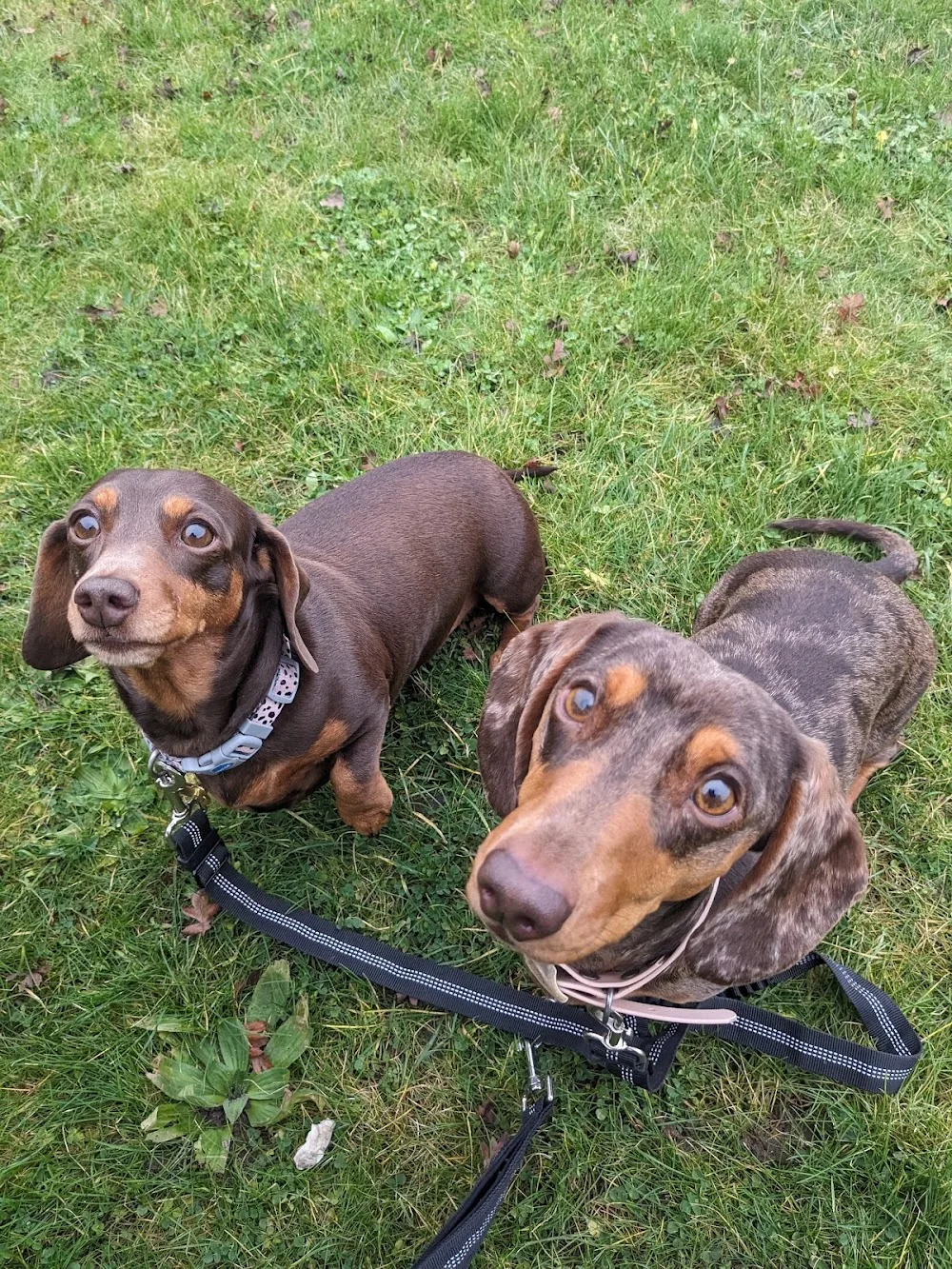 We Love Pets Norwich - Licenced Home Boarding, Pet & House Sitters, Dog Walkers, Pet Visiting Services - Norwich pet otel görseli 3