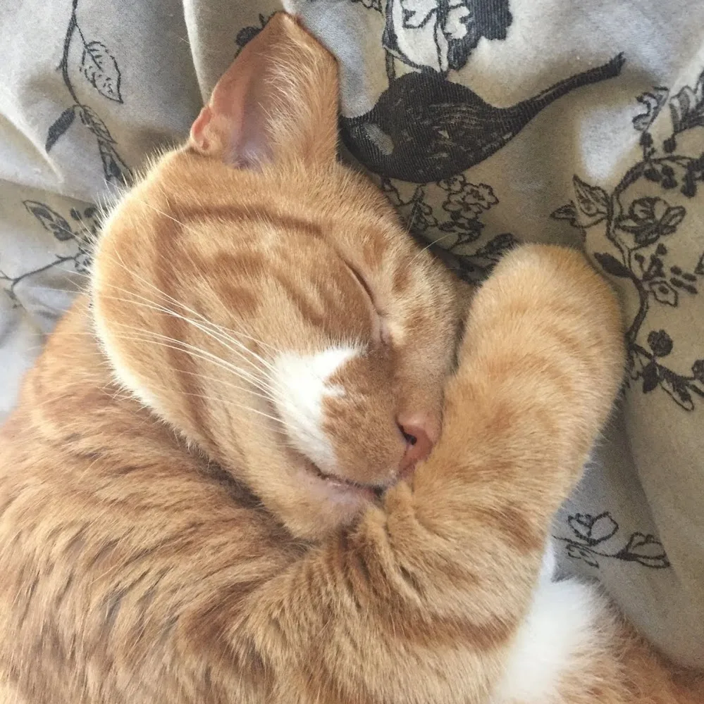 We Love Pets Norwich - Licenced Home Boarding, Pet & House Sitters, Dog Walkers, Pet Visiting Services - Norwich pet otel görseli 5