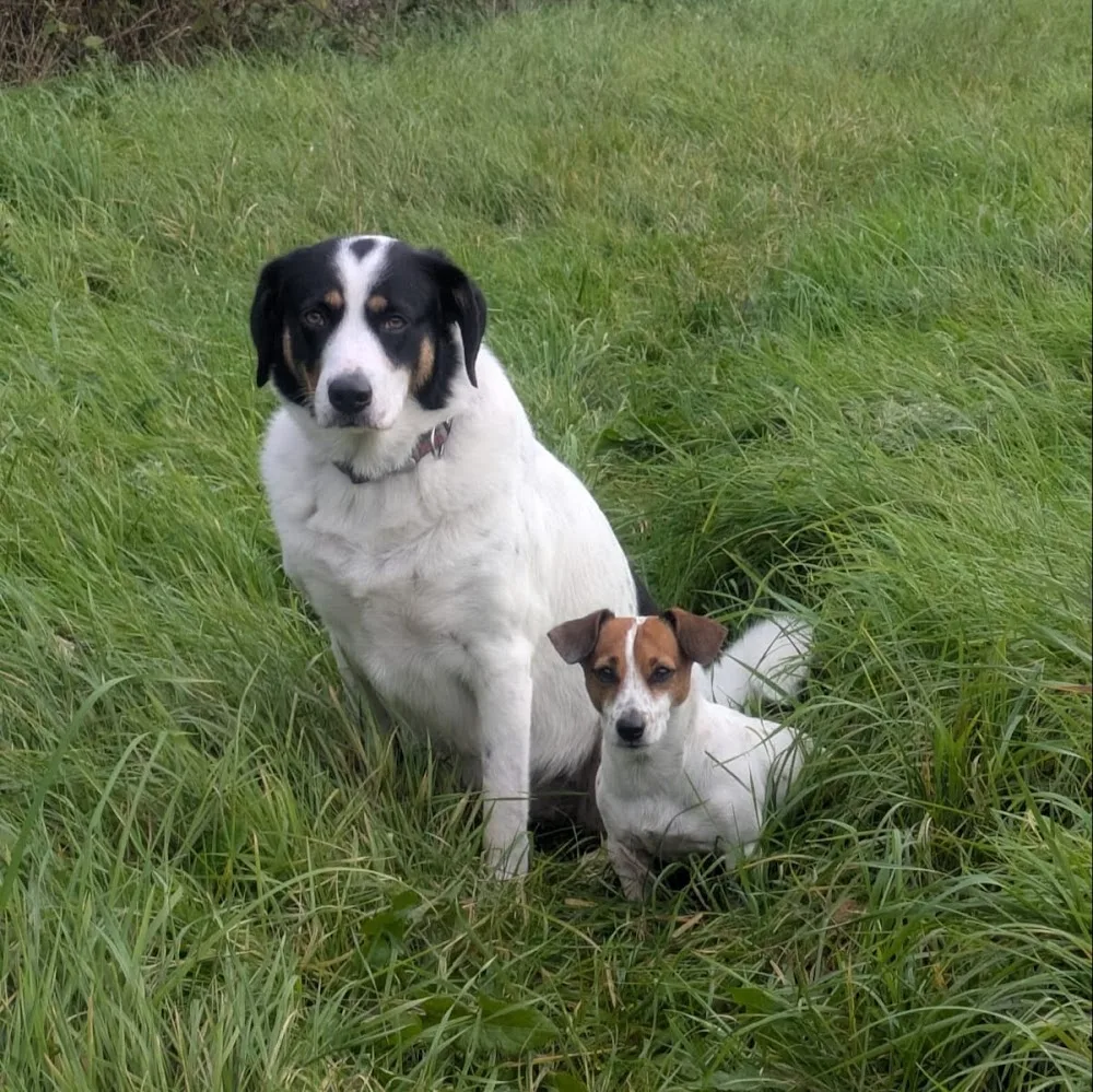 Adelaine Kennels - Nottinghamshire pet otel görseli 4