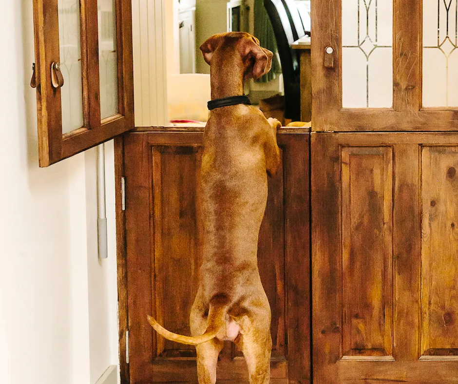 Ardanaiseig Vizsla Home Boarding - Nottinghamshire pet otel