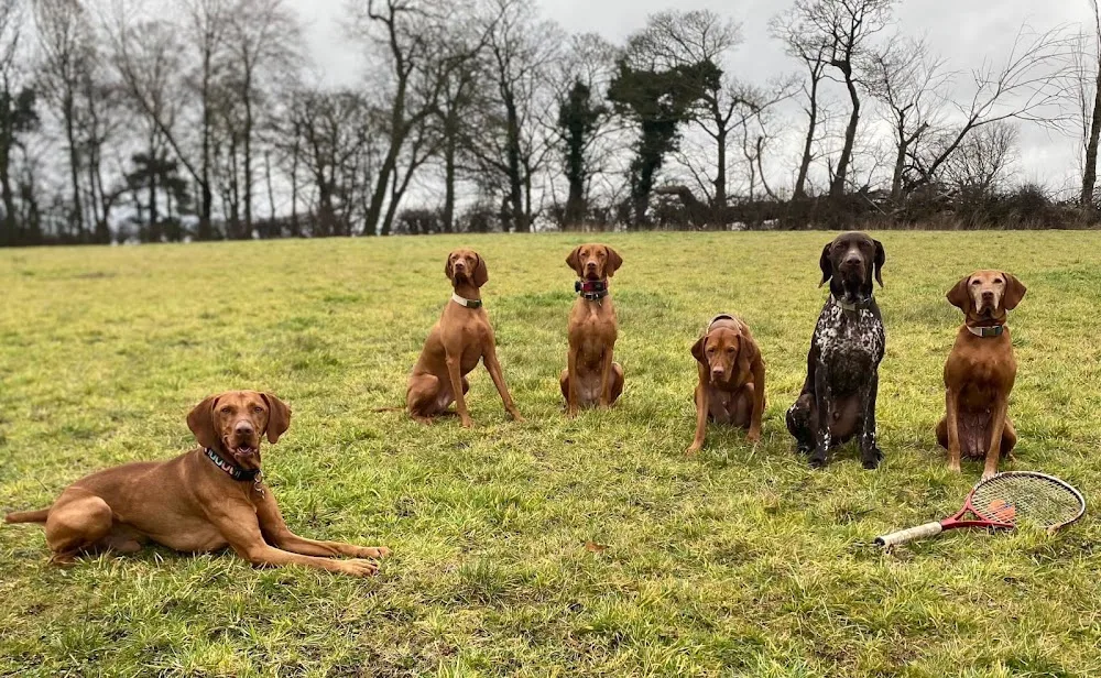 Ardanaiseig Vizsla Home Boarding - Nottinghamshire pet otel görseli 3