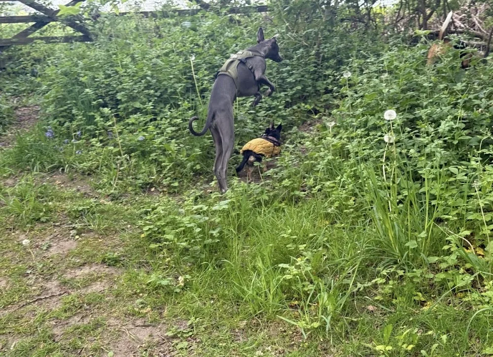 Aunt Sals Dog Boarding - Nottinghamshire pet otel görseli 3