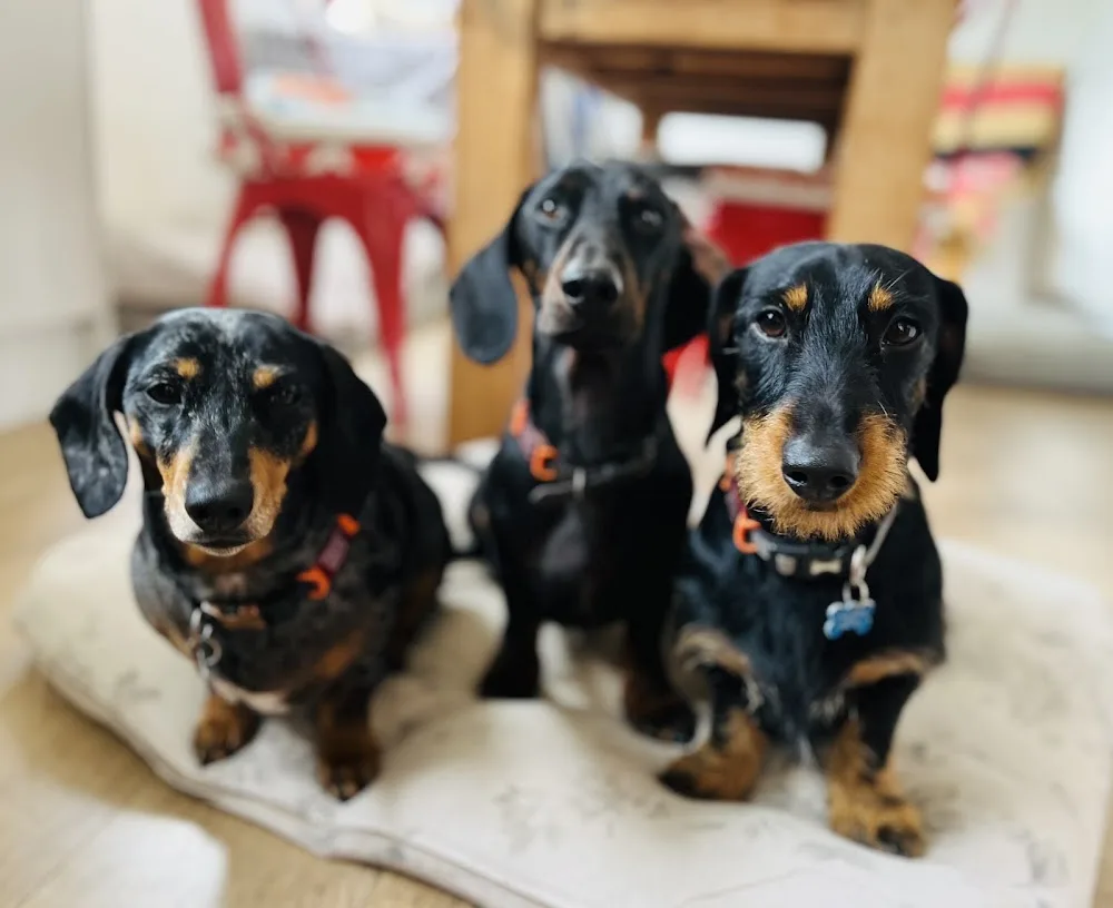 Barkers Boarding - Nottinghamshire pet otel görseli 2