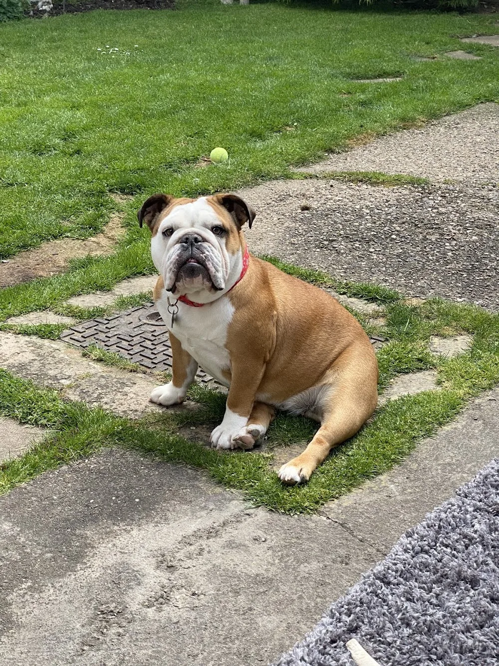Barton Lodge Luxury Pet Hotel - Nottinghamshire pet otel
