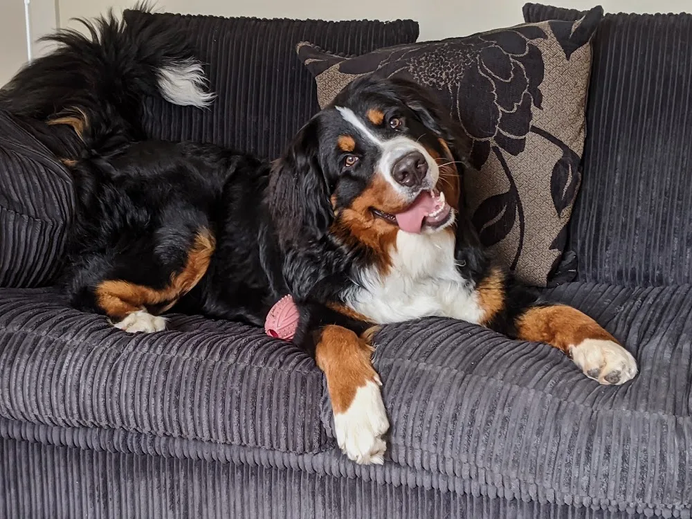 Barton Lodge Luxury Pet Hotel - Nottinghamshire pet otel görseli 3