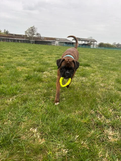Belvoir Boarding Kennels, Colston Bassett - Nottinghamshire pet otel görseli 3
