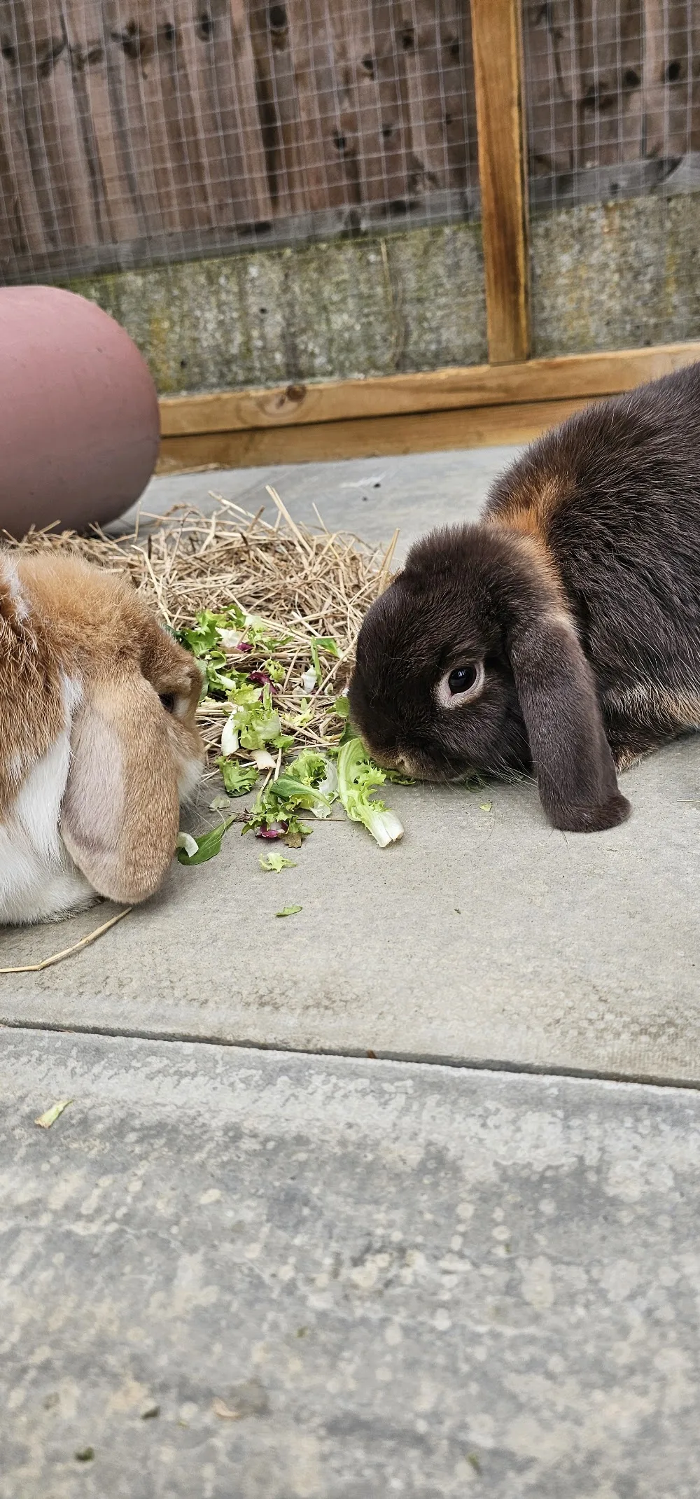 Brinsley Pet Care - Nottinghamshire pet otel