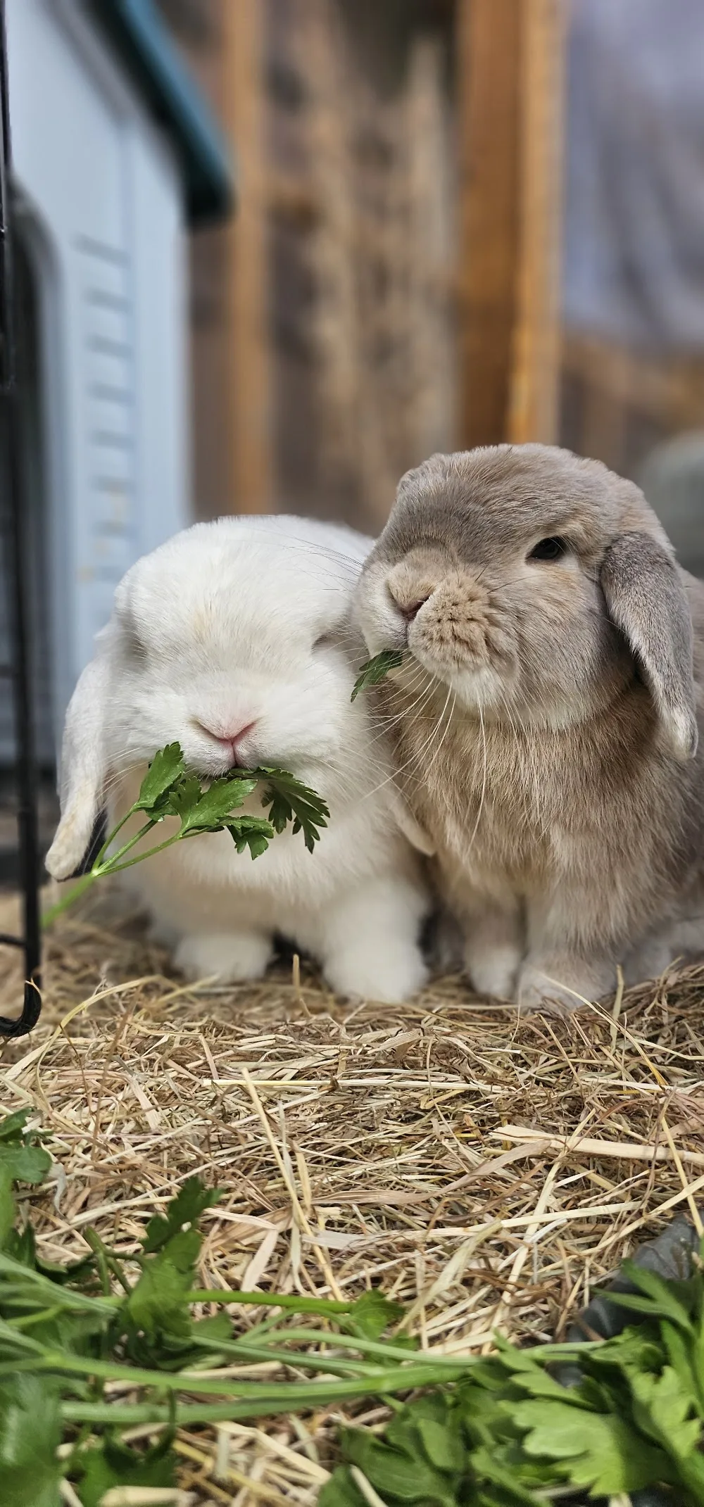 Brinsley Pet Care - Nottinghamshire pet otel görseli 3