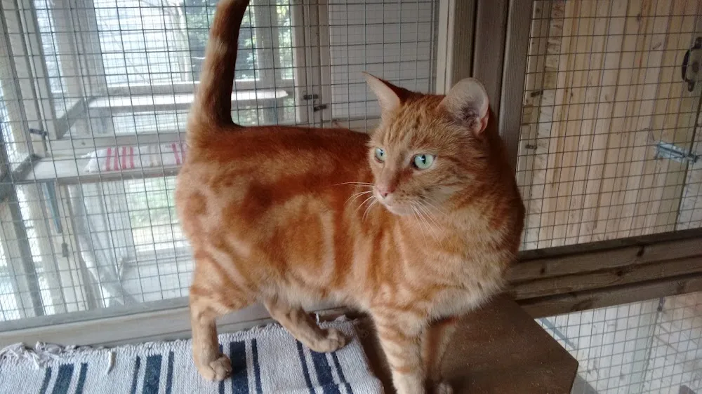 Cats Whiskers Boarding Cattery - Nottinghamshire pet otel