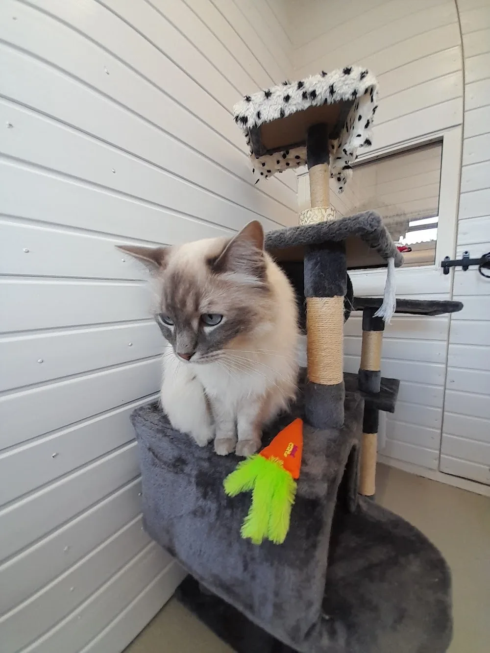 Cavendish Cattery Boarding House - Nottinghamshire pet otel görseli 2