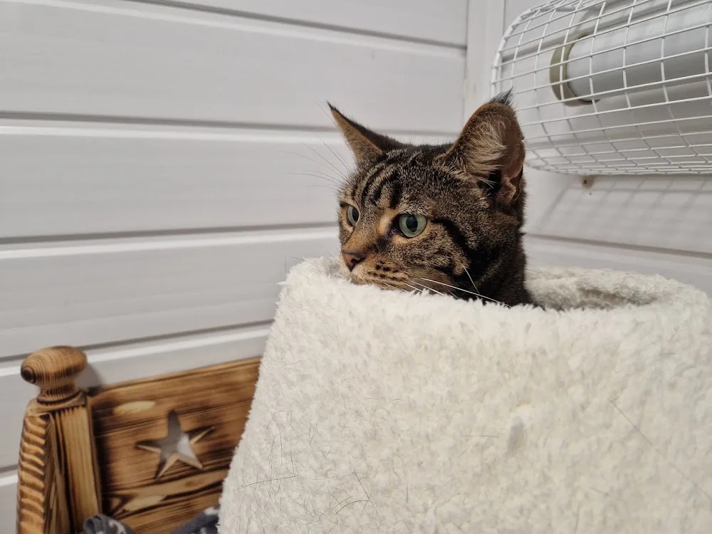 Cavendish Cattery Boarding House - Nottinghamshire pet otel görseli 3