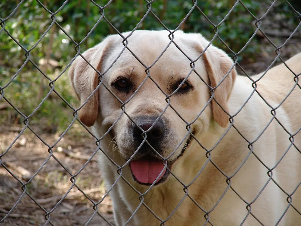 Dog About Town Pet Hotel - Nottinghamshire pet otel