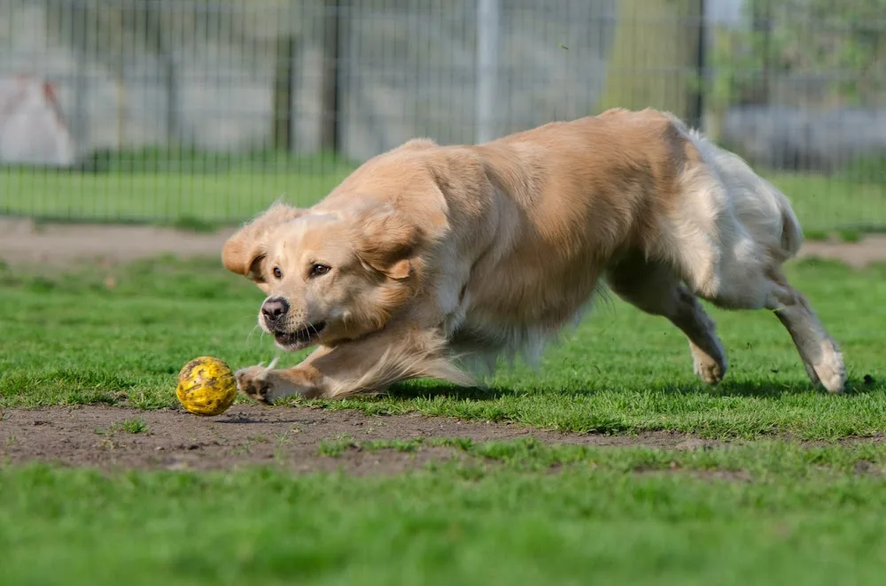 Dog About Town Pet Hotel - Nottinghamshire pet otel görseli 3