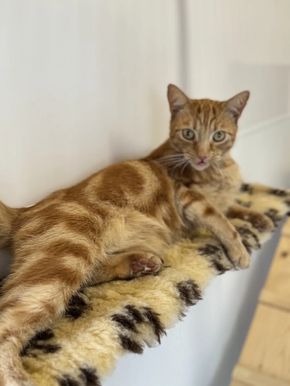 Folly Farm Cattery - Nottinghamshire pet otel görseli 3