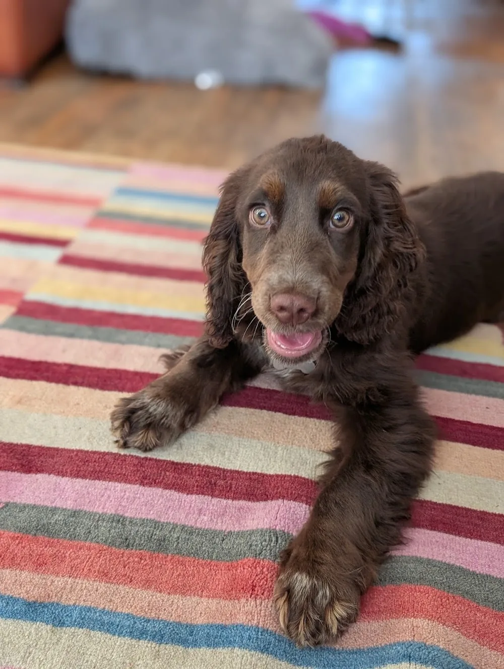houndhaus west bridgford - Nottinghamshire pet otel