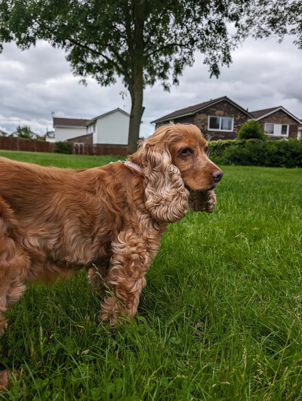 houndhaus west bridgford - Nottinghamshire pet otel görseli 3