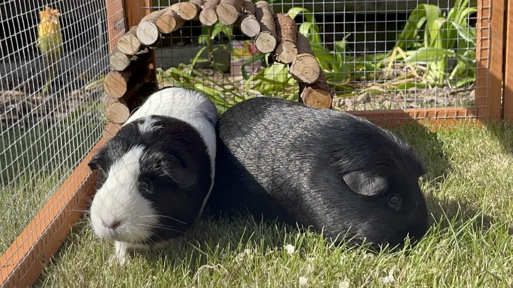 Hutch Hotel - Nottinghamshire pet otel görseli 2