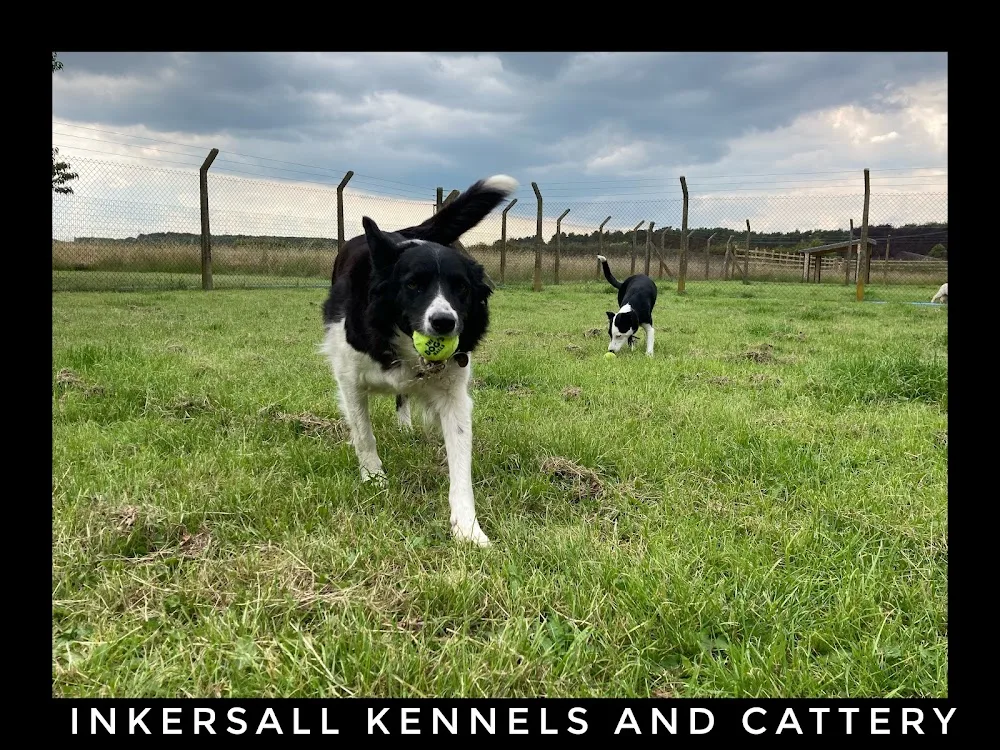 Inkersall Kennels & Cattery - Nottinghamshire pet otel görseli 3