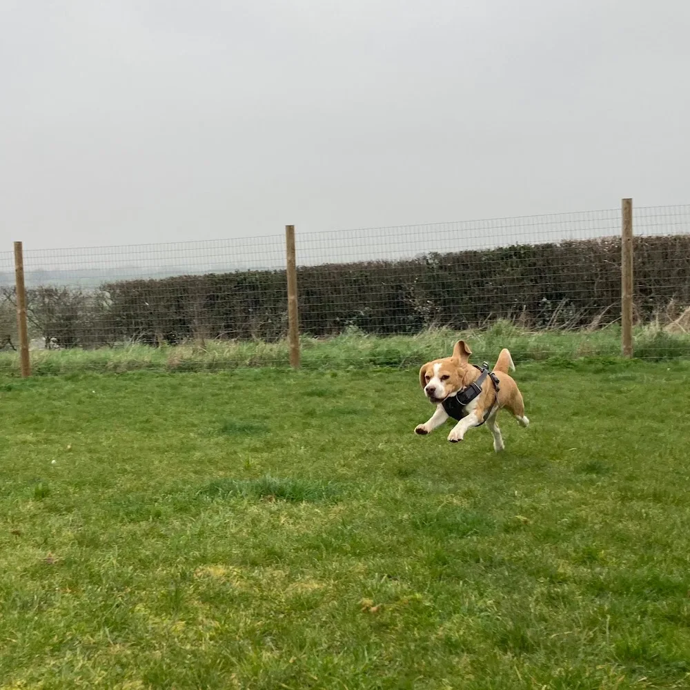 Little Lane Dog Retreat Limited - Nottinghamshire pet otel görseli 3