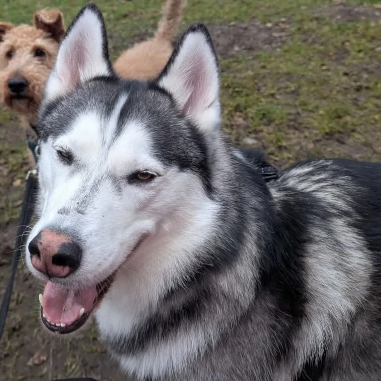 paws2purrs Dog Daycare and boarding - Nottinghamshire pet otel görseli 2