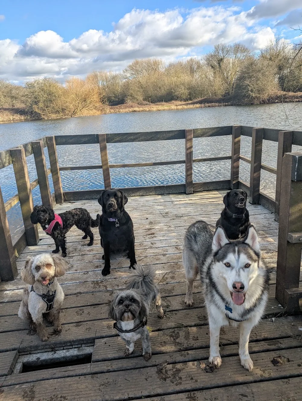 paws2purrs Dog Daycare and boarding - Nottinghamshire pet otel görseli 3
