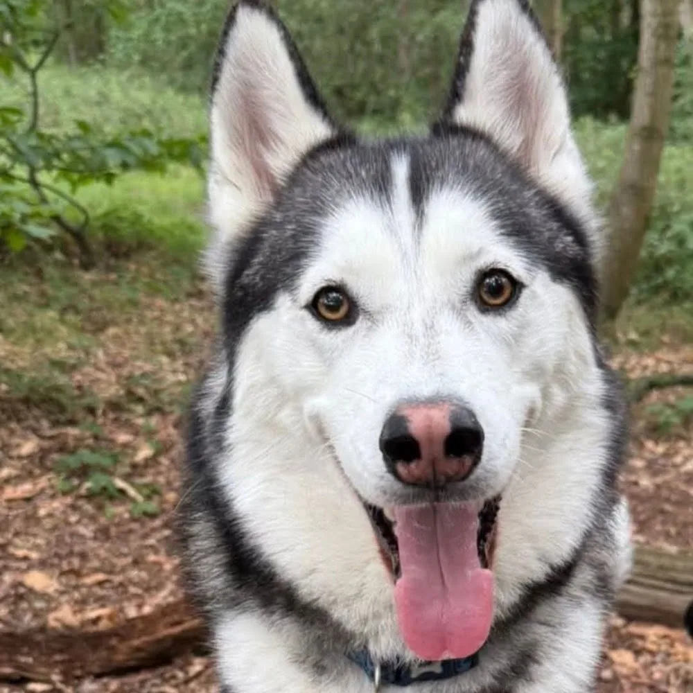 paws2purrs Dog Daycare and boarding - Nottinghamshire pet otel görseli 4