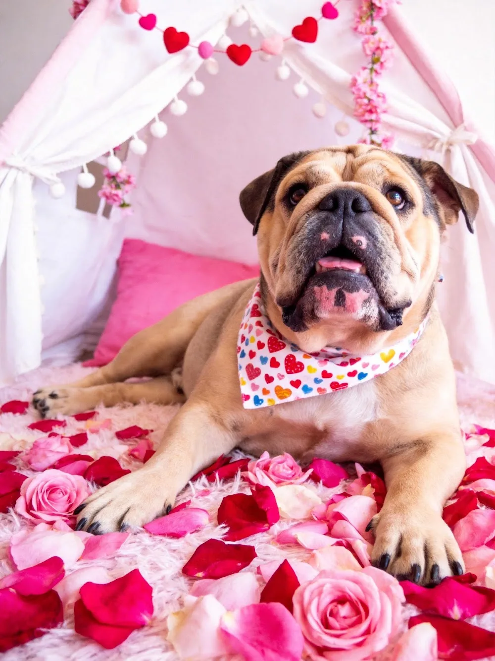 Posh Paws Luxury Animal Hotel Ltd - Nottinghamshire pet otel görseli 3