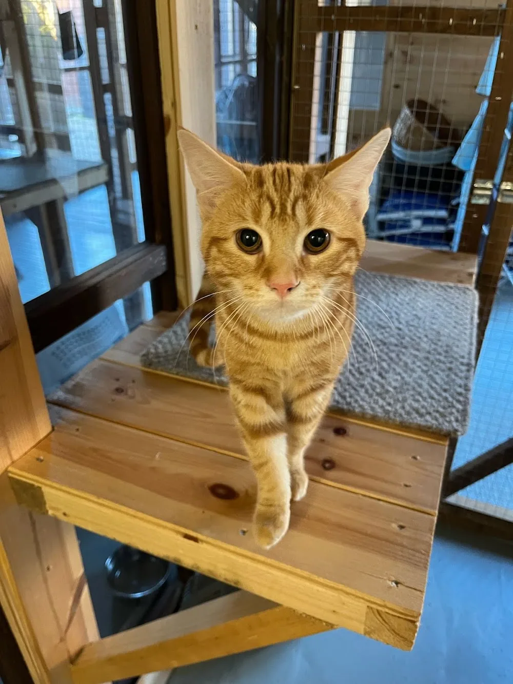 Purr'fect Cattery - Nottinghamshire pet otel