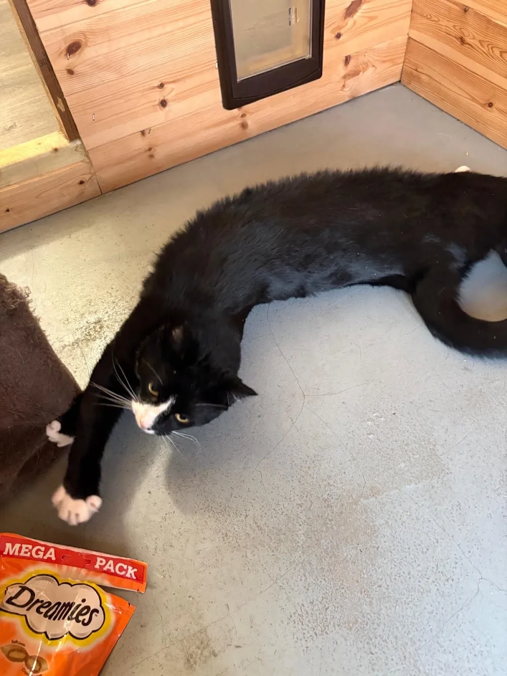 Purr'fect Cattery - Nottinghamshire pet otel görseli 3