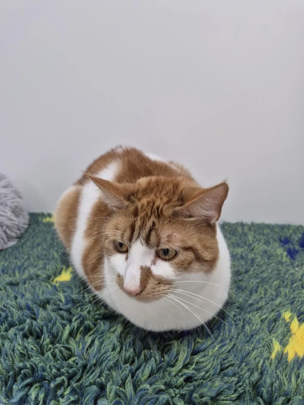 Quarrydale Lodge Cattery - Nottinghamshire pet otel görseli 3