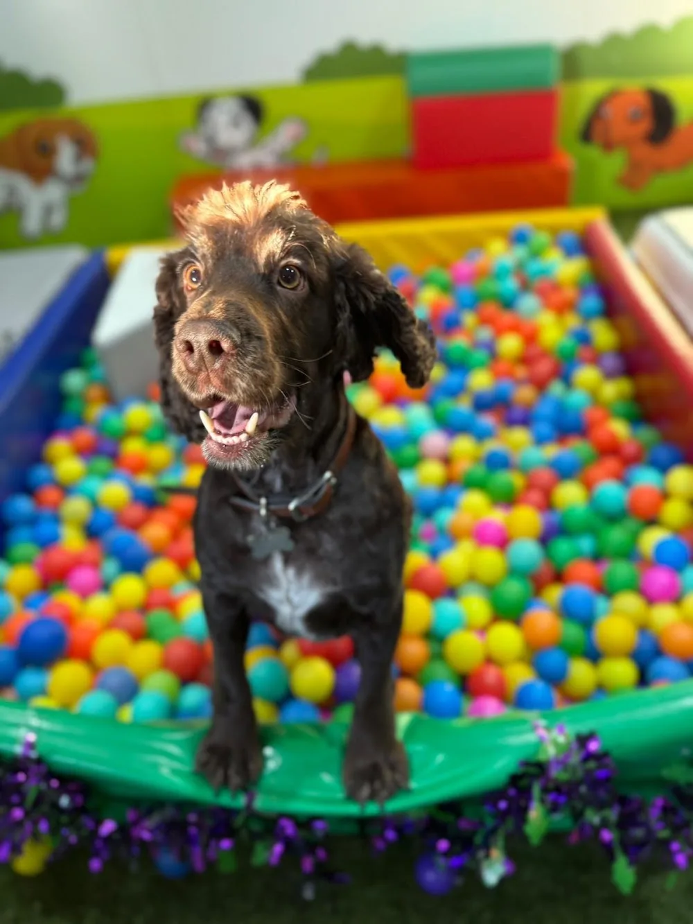 Reservoir Doggy Resort & Spa - Nottinghamshire pet otel görseli 3