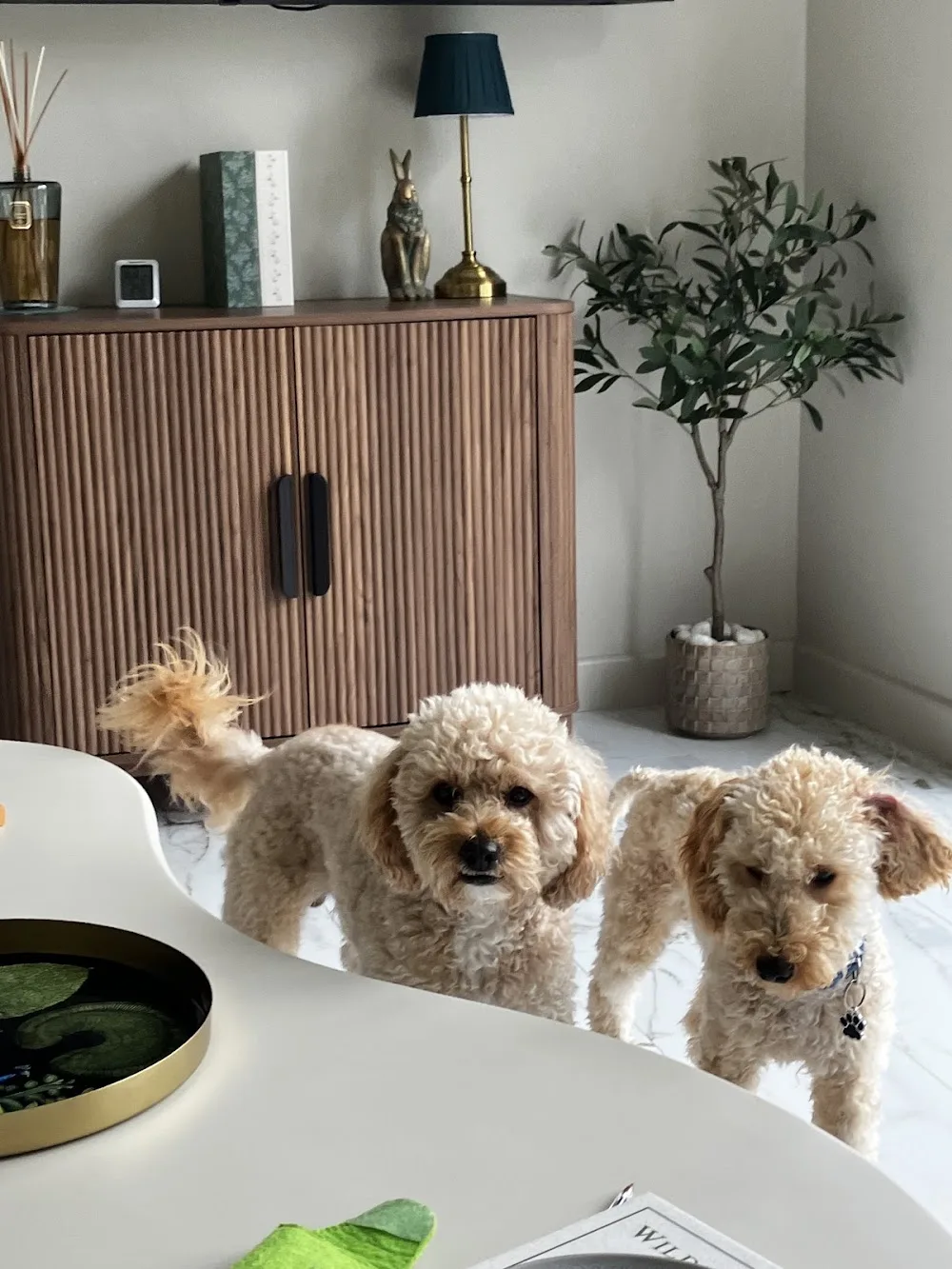 TEDDY’S PLACE - home dog boarding - Nottinghamshire pet otel görseli 3