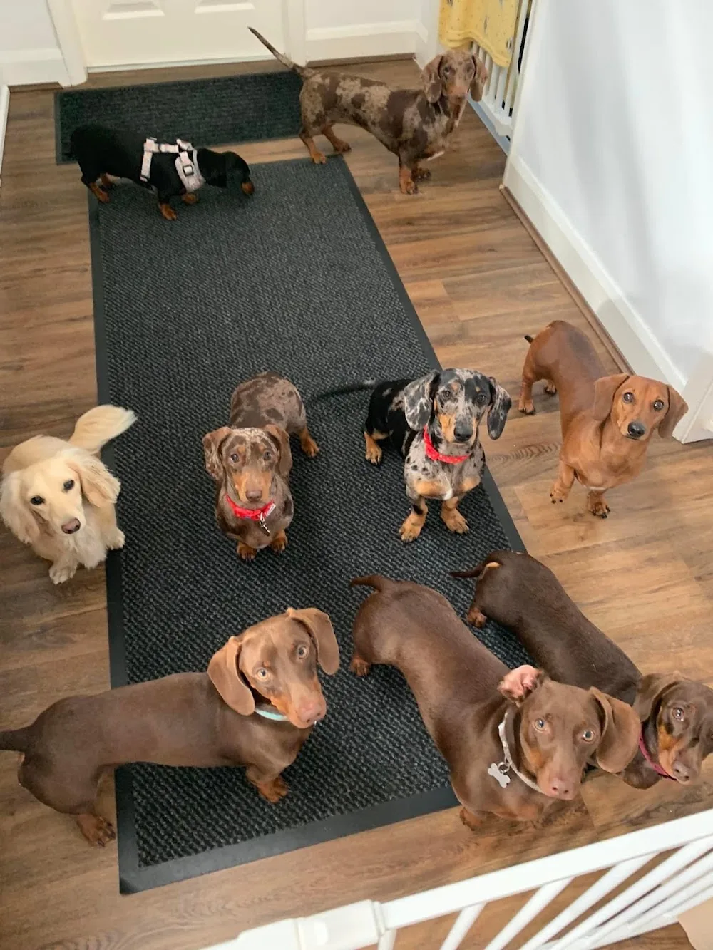 The Dachshund Nanny home boarding & daycare - Nottinghamshire pet otel görseli 2