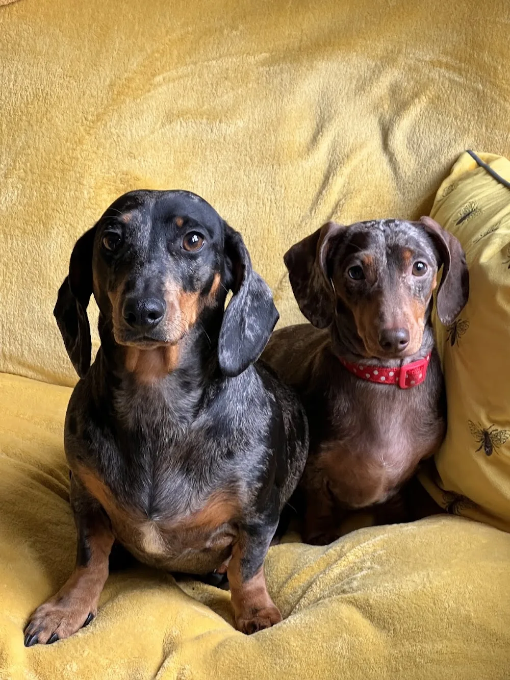 The Dachshund Nanny home boarding & daycare - Nottinghamshire pet otel görseli 3