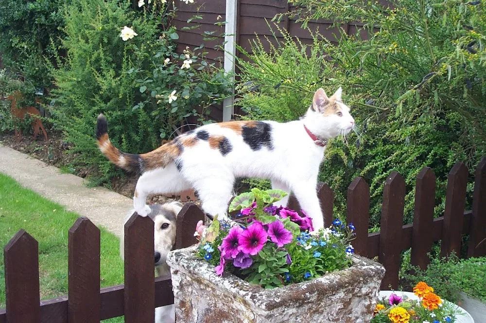 The Firs Luxury Boarding Cattery - Nottinghamshire pet otel