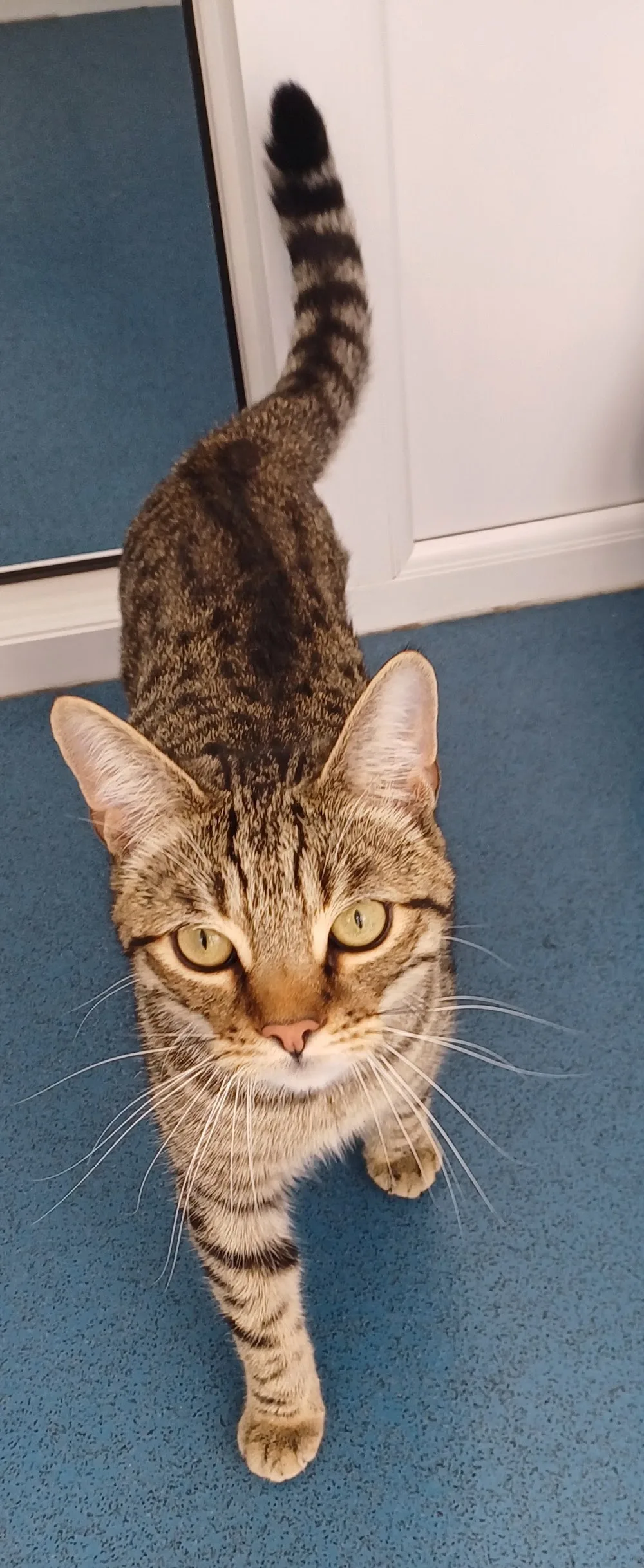 Threethorne Boarding Cattery - Nottinghamshire pet otel görseli 2