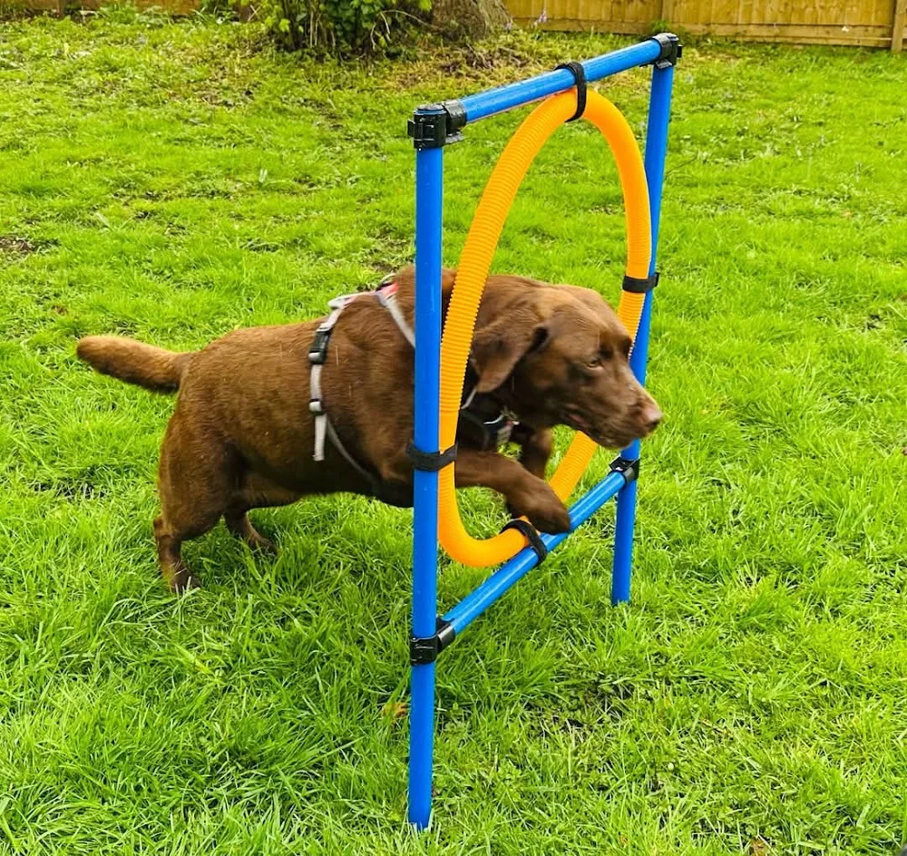 Warsop Doggy Social Club & Boarding - Nottinghamshire pet otel