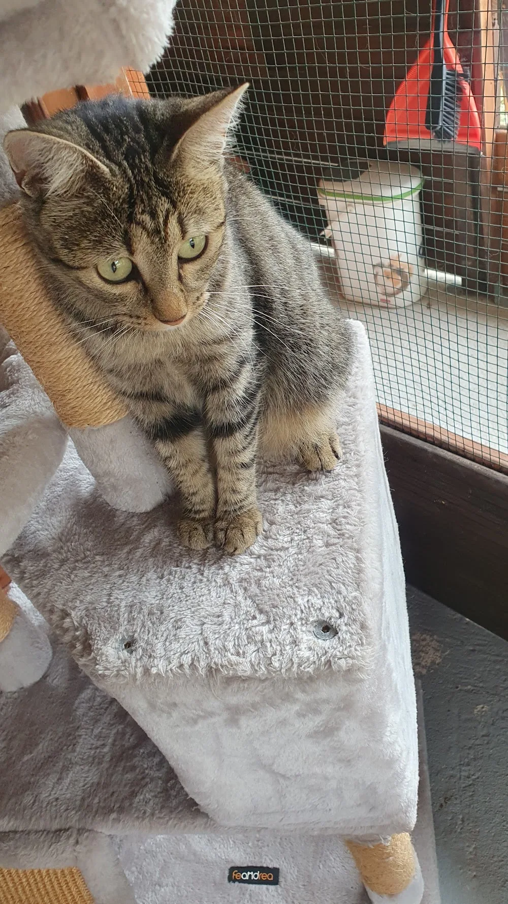 Grand Vigne Pension pour Chats - Nouvelle-Aquitaine pet otel görseli 3