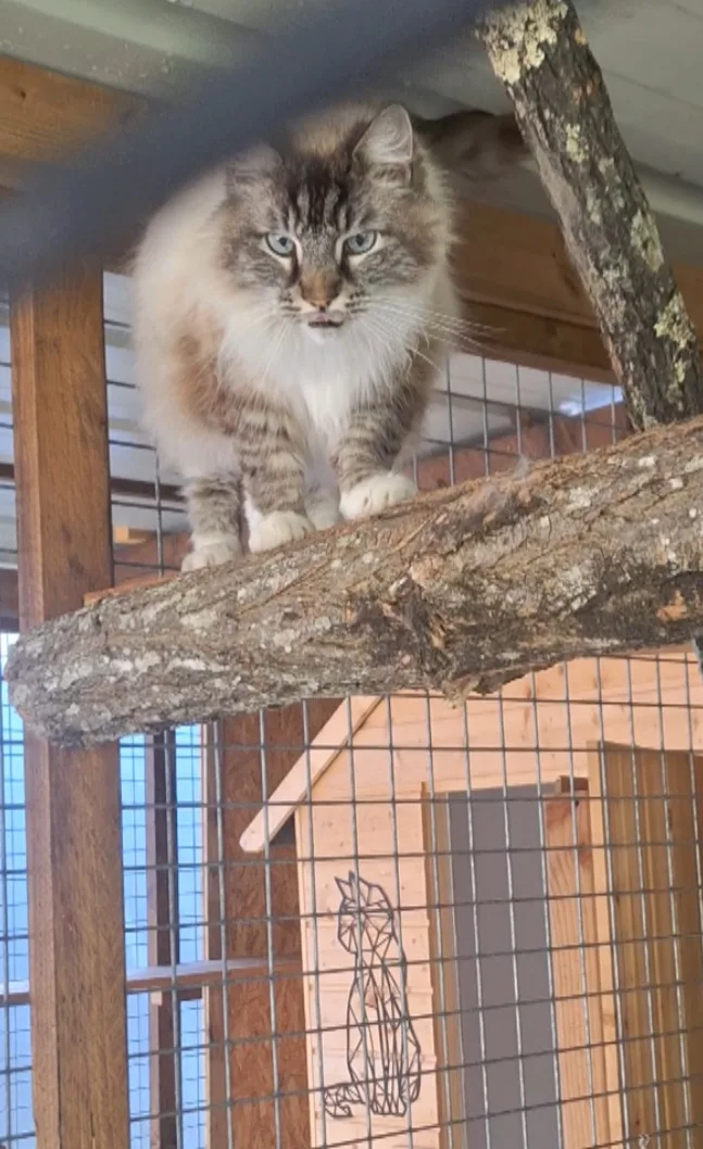 Nat'animaux - Pension familiale en libre chiens et chats - Nouvelle-Aquitaine pet otel