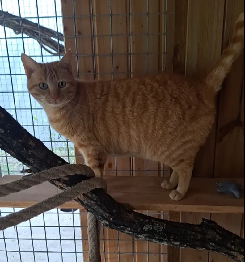 Nat'animaux - Pension familiale en libre chiens et chats - Nouvelle-Aquitaine pet otel görseli 3