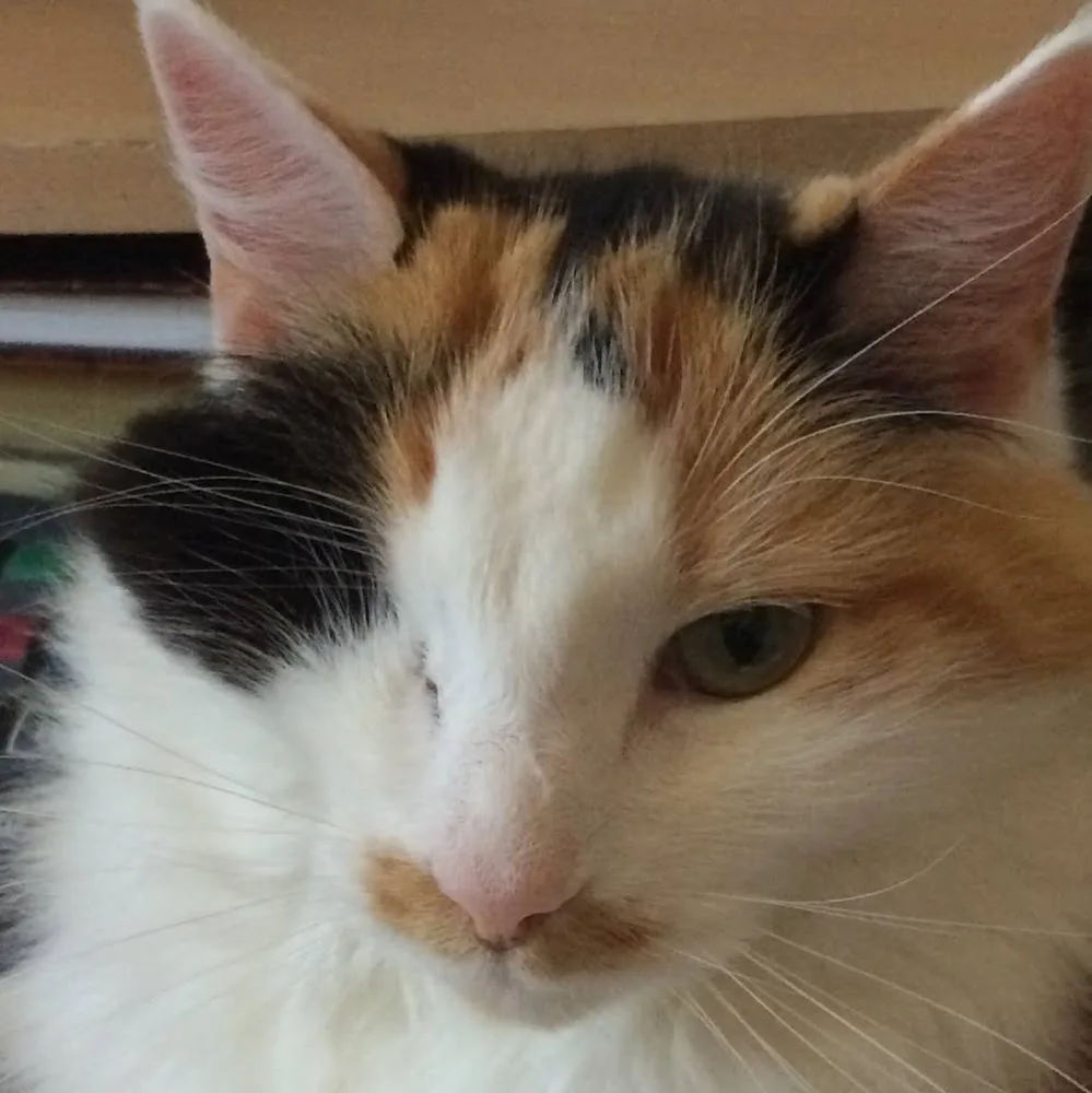 Nat'animaux - Pension familiale en libre chiens et chats - Nouvelle-Aquitaine pet otel görseli 4